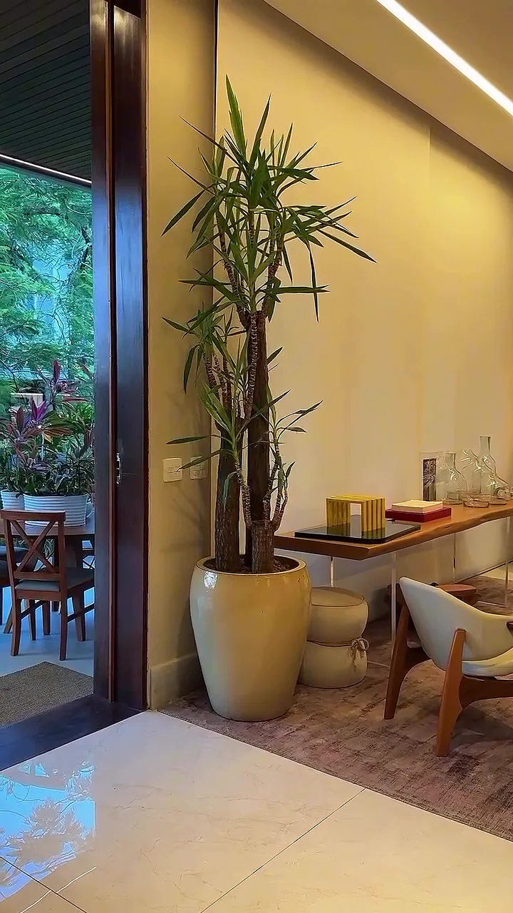 Planta de grande porte em vaso claro junto a uma porta de vidro, quadro do vídeo original