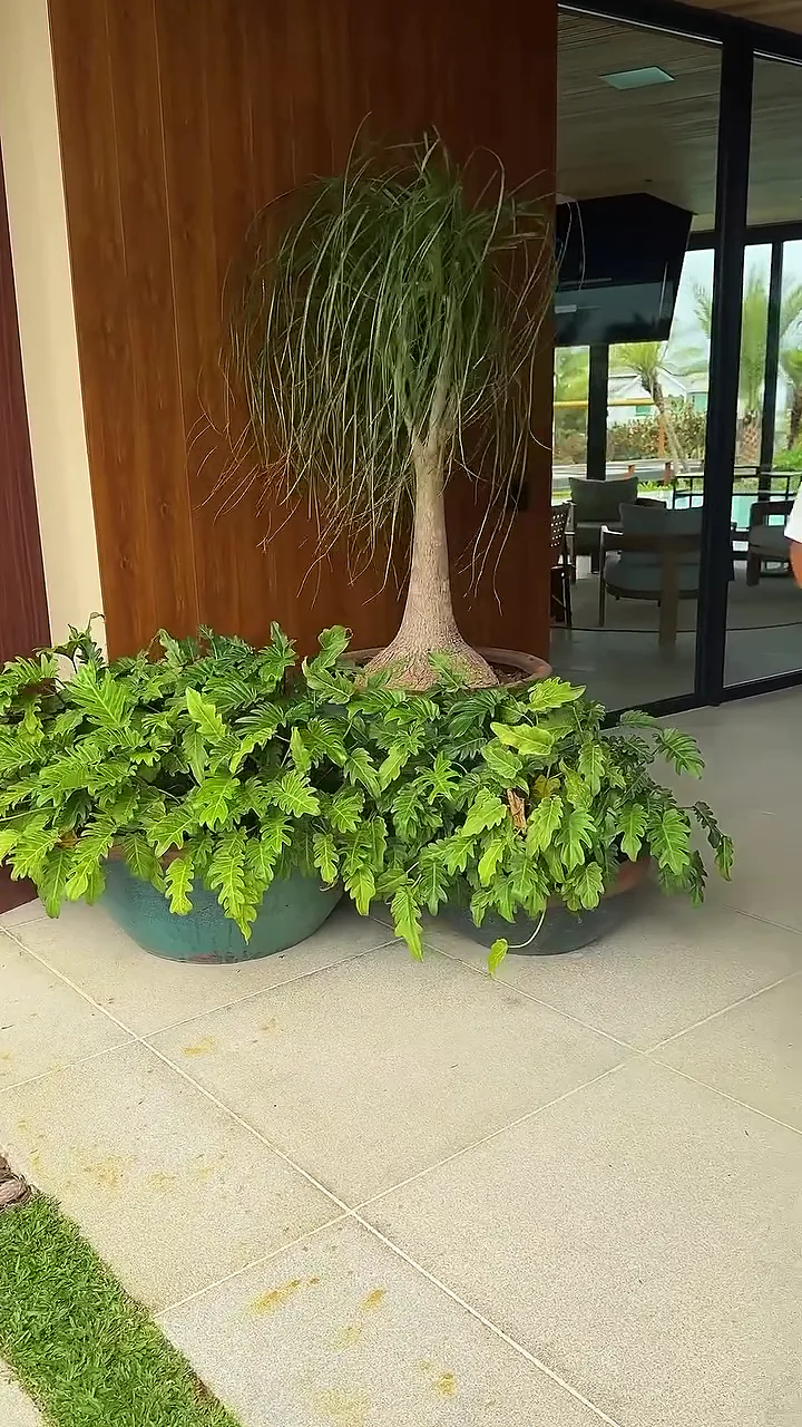 Pata-de-elefante em vaso grande, com folhagens ao redor, na entrada de uma casa