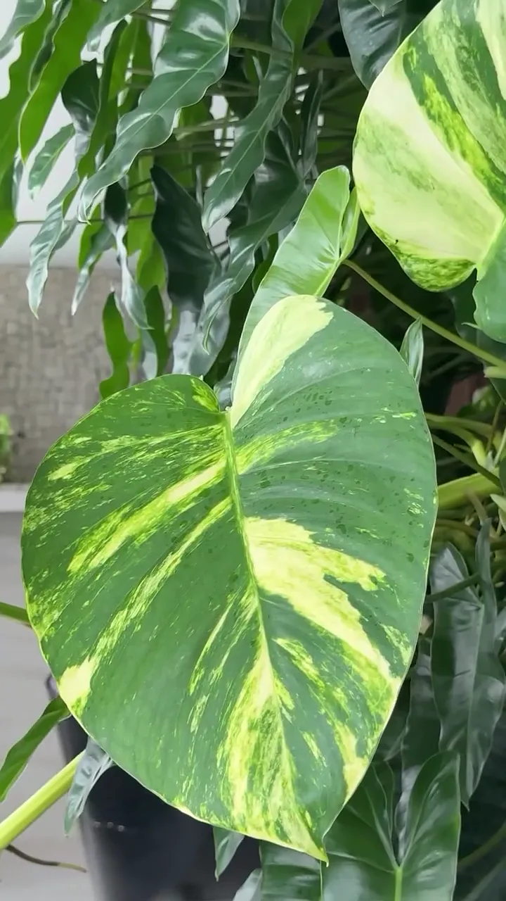Folha de jiboia variegada em primeiro plano, no ambiente com jardim vertical