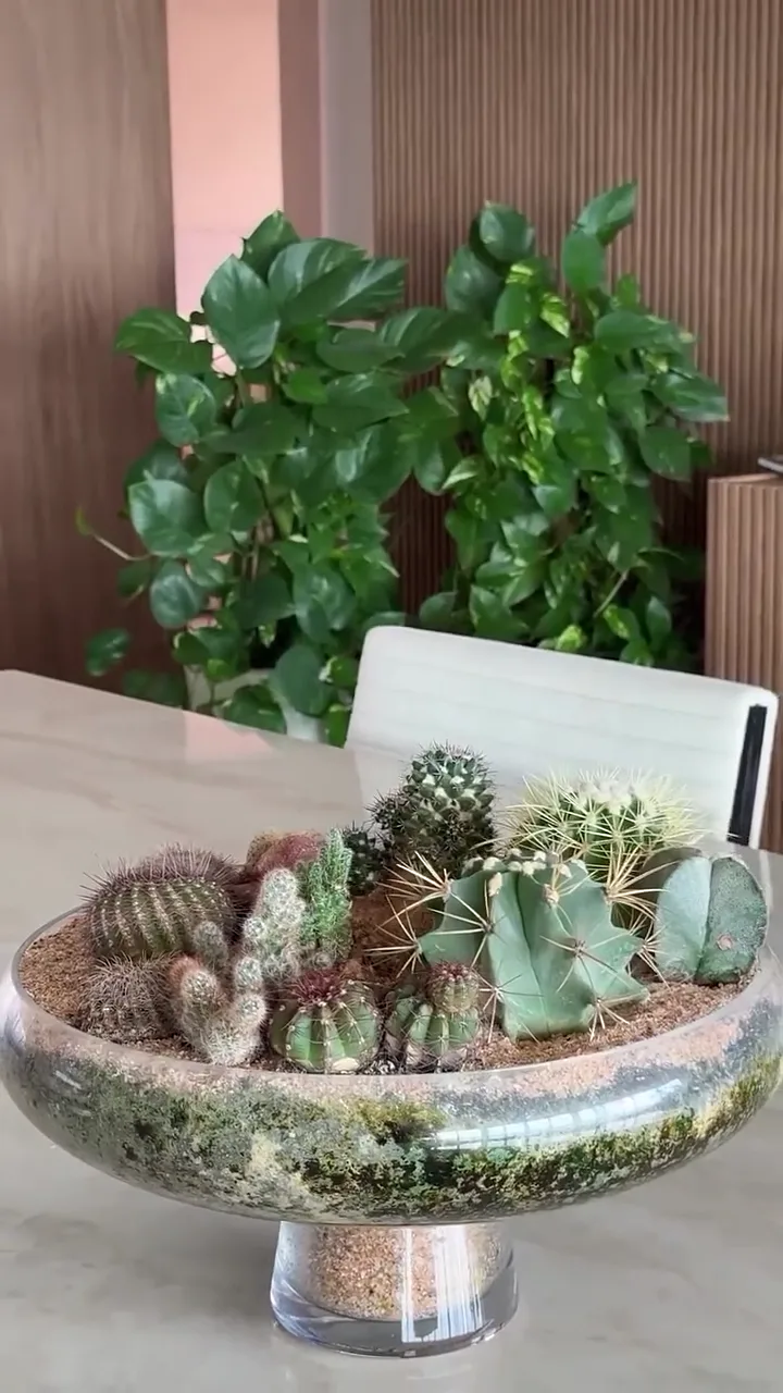 Composição de cactos em um vaso baixo sobre mesa de pedra