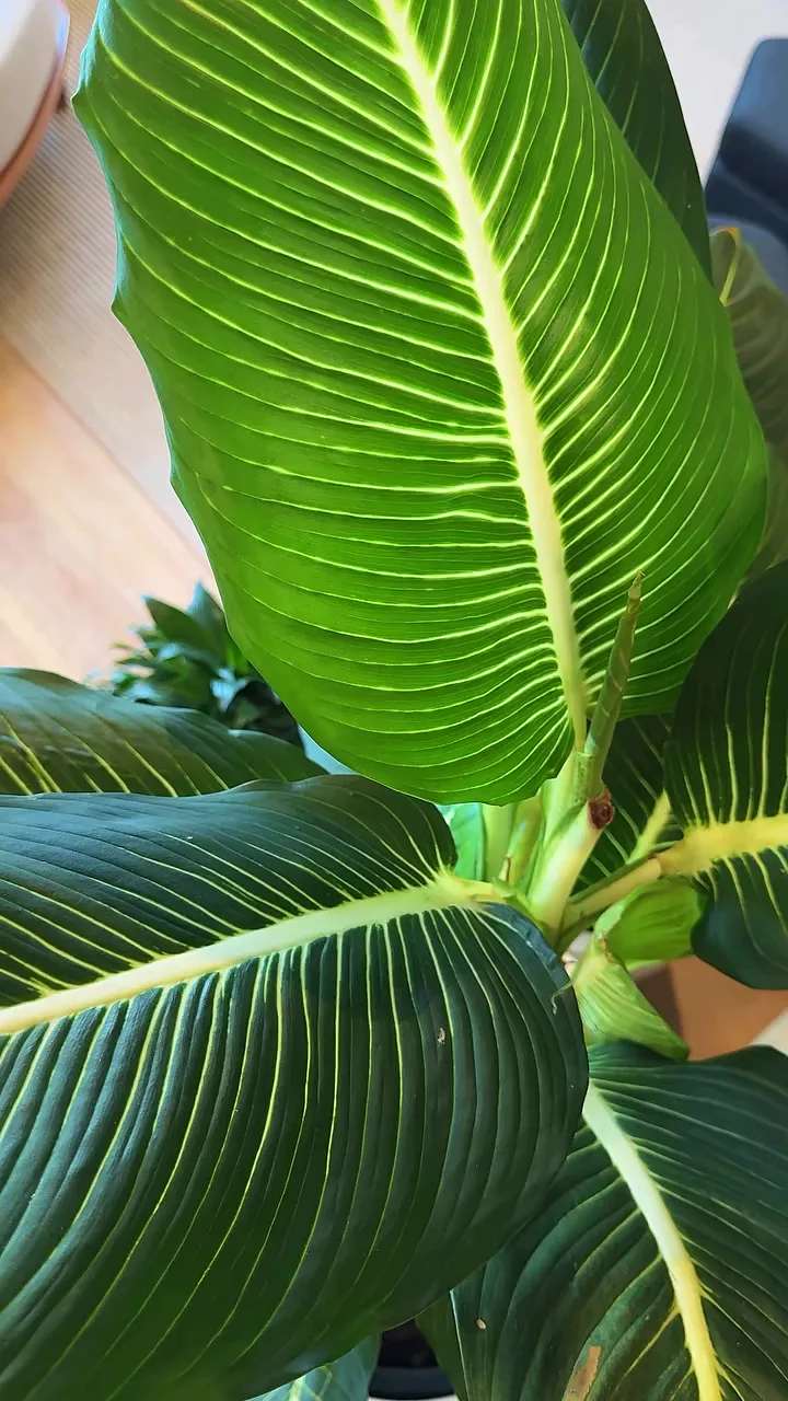 Folhas de dieffenbachia vistas de perto, no espaço da Villa Garden