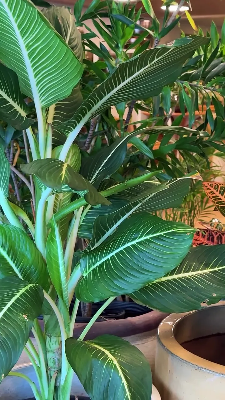Dieffenbachias em vasos claros no espaço da Villa Garden